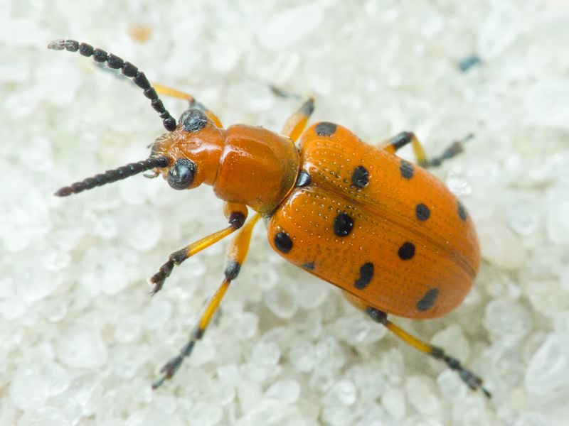 Crioceris duodecimpunctata (Linnaeus, 1758)